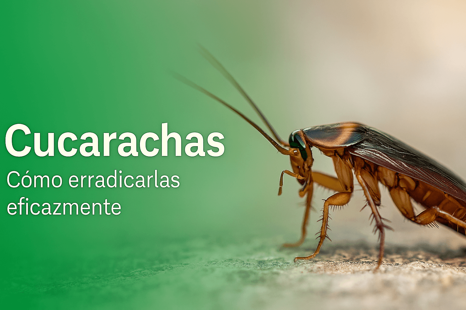 Control de cucarachas